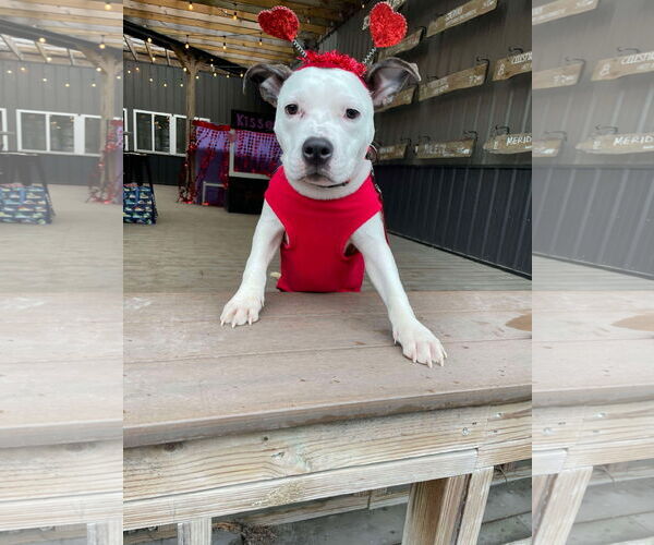 Medium Photo #13 American Pit Bull Terrier-Unknown Mix Puppy For Sale in Derwood, MD, USA