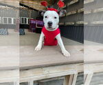 Small #12 American Pit Bull Terrier Mix