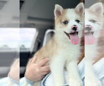 Small Pomsky