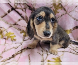 Dachshund Puppy for sale in FAYETTEVILLE, TN, USA