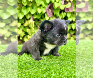 French Bulldog Puppy for sale in SAN DIEGO, CA, USA