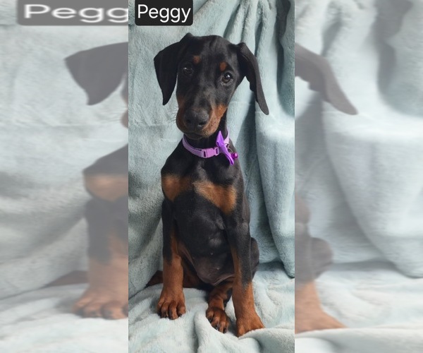 Medium Photo #1 Doberman Pinscher Puppy For Sale in POMEROY, OH, USA