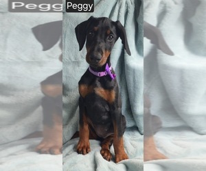Doberman Pinscher Puppy for sale in POMEROY, OH, USA