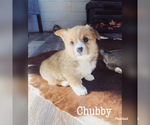 Small Photo #1 Pembroke Welsh Corgi Puppy For Sale in GENOA, NE, USA