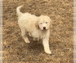 Small Photo #4 Labradoodle Puppy For Sale in KINGSTON, GA, USA