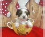 Small #1 Morkie