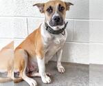 Small #1 American Pit Bull Terrier Mix