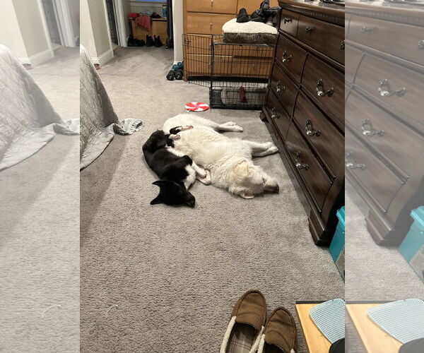 Medium Photo #10 Border Collie-Unknown Mix Puppy For Sale in Doylestown, PA, USA