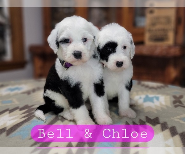 Medium Photo #6 Sheepadoodle Puppy For Sale in GOLDEN CITY, MO, USA