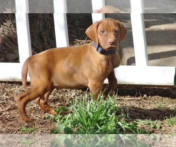 Medium Photo #1 Vizsla Puppy For Sale in AMORITA, OK, USA