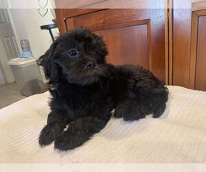 Havamalt Puppy for sale in BELL GARDENS, CA, USA