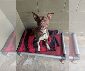 Mutt Dogs for adoption in McCormick, SC, USA