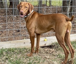 Father of the Vizsla puppies born on 04/01/2022