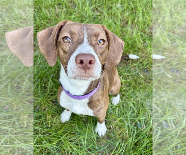 Medium Photo #2 Boglen Terrier Puppy For Sale in Omaha, NE, USA