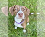 Small Photo #2 Boglen Terrier Puppy For Sale in Omaha, NE, USA