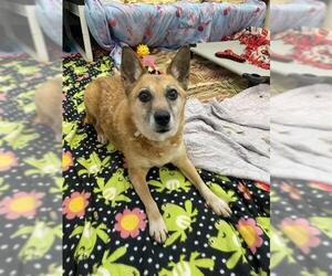 Mutt Dogs for adoption in Fort Wayne, IN, USA