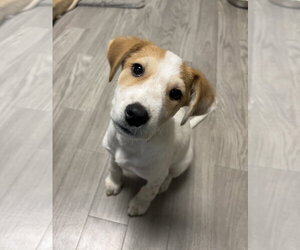 Freddie - Male Collie-Unknown Mix Dog for Adoption - Photo #2