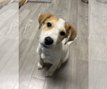 Small Photo #2 Collie-Unknown Mix Puppy For Sale in Plainfield, IL, USA