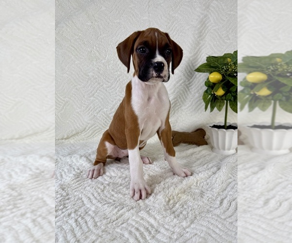 Medium Photo #2 Boxer Puppy For Sale in GREENFIELD, IN, USA