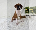 Small #1 Boxer
