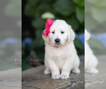 Puppy Poppy English Cream Golden Retriever