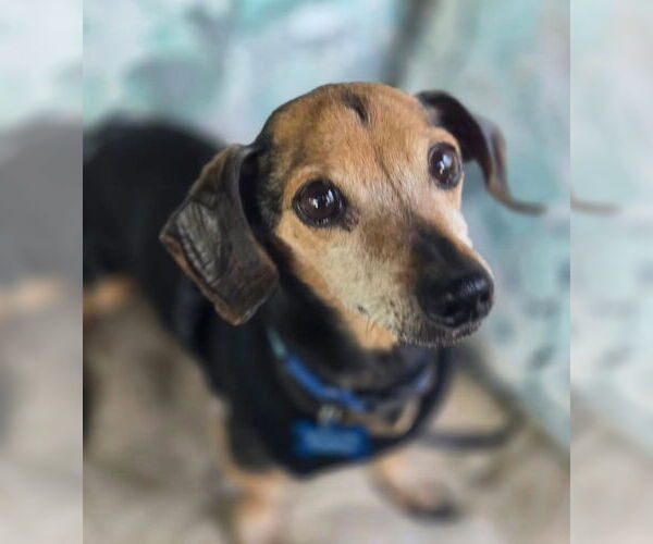 Medium Photo #2 Dachshund-Unknown Mix Puppy For Sale in Myrtle Beach, SC, USA
