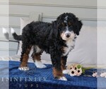 Small #2 Bernedoodle (Miniature)