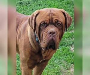 Father of the Dogue de Bordeaux puppies born on 02/18/2021