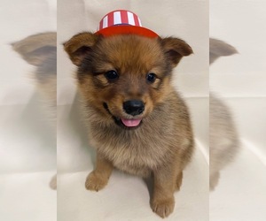 Finnish Spitz Puppy for sale in MONCLOVA, OH, USA