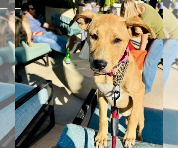 Medium Photo #1 Labrador Retriever-Unknown Mix Puppy For Sale in San Juan Capistrano, CA, USA