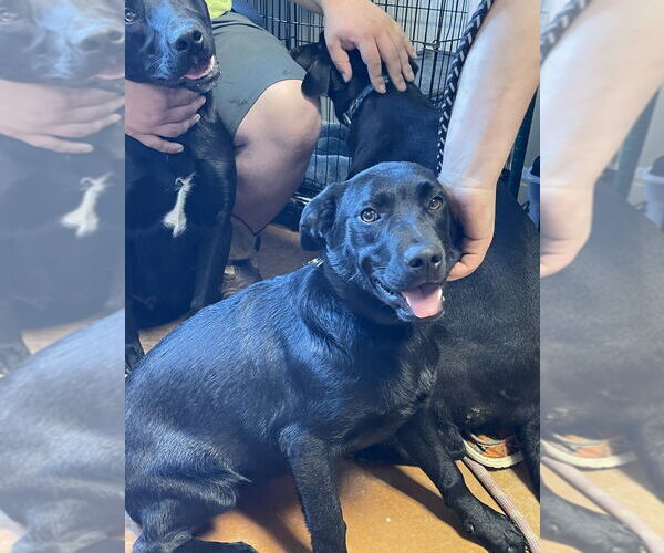 Medium Photo #1 Labrador Retriever-Unknown Mix Puppy For Sale in Bolivar, MO, USA