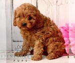 Small #3 Cavapoo (Miniature)