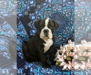 English Bulldog-Olde English Bulldogge Mix Puppy for sale in OXFORD, PA, USA