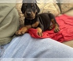 Small Photo #7 Doberman Pinscher Puppy For Sale in SAN DIEGO, CA, USA