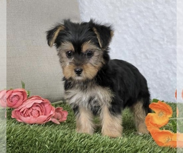 Medium Photo #1 Yorkshire Terrier Puppy For Sale in LOWELL, MA, USA