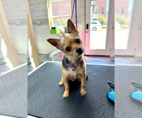 Medium Photo #2 Mutt Puppy For Sale in Evansville, IN, USA