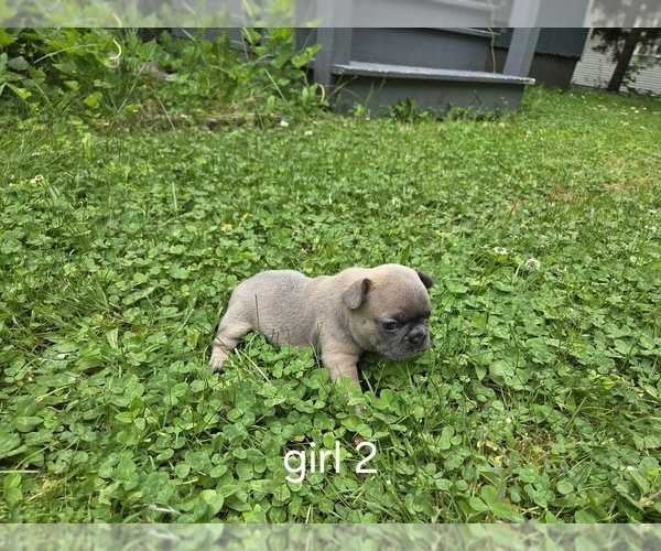 Medium Photo #12 French Bulldog Puppy For Sale in MAPLETON, ME, USA