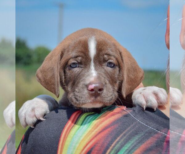 Medium Photo #5 American Bulldog-Chocolate Labrador retriever Mix Puppy For Sale in Huntley, IL, USA