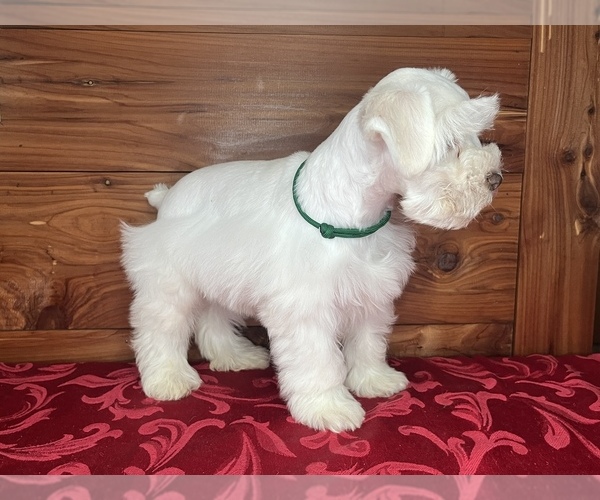 Medium Photo #2 Schnauzer (Miniature) Puppy For Sale in BIG CABIN, OK, USA