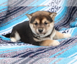 Small Photo #3 Shiba Inu Puppy For Sale in SHILOH, OH, USA