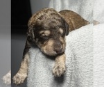 Small #1 Goldendoodle