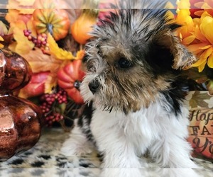 Yorkshire Terrier Puppy for sale in KATY, TX, USA