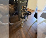 Small #1 Shepradors