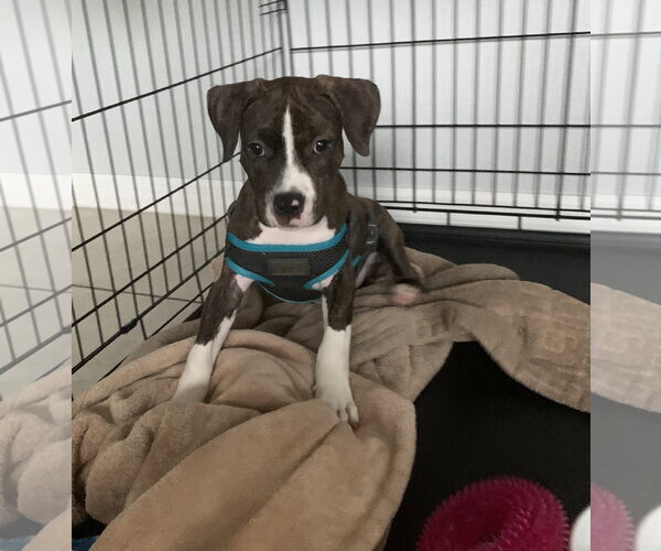 Medium Photo #7 Mutt Puppy For Sale in Sanford, FL, USA