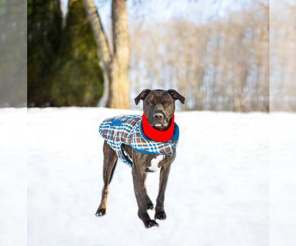 Medium Photo #11 Mutt Puppy For Sale in Unionville, PA, USA