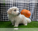 Small #2 Aussiedoodle Miniature 