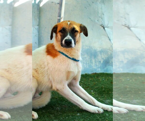 Medium Photo #6 Mutt Puppy For Sale in Apple Valley, CA, USA