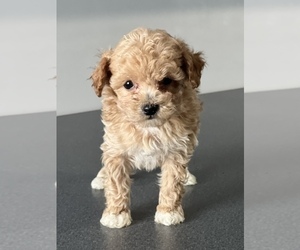 Poodle (Toy) Puppy for Sale in NILES, Michigan USA