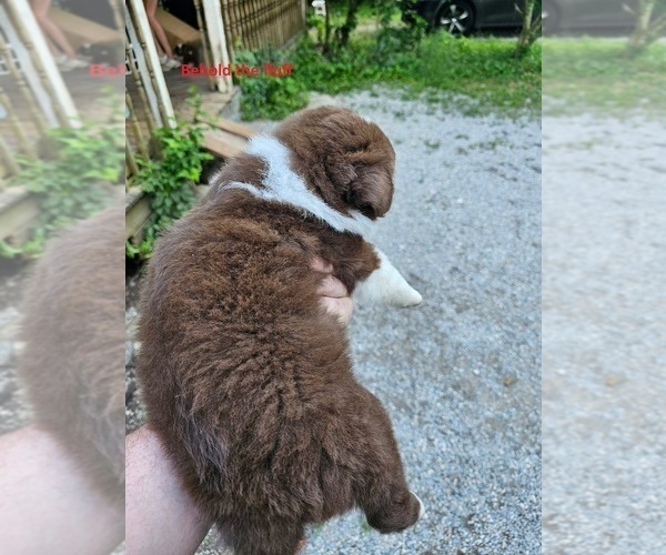 Medium Photo #2 Australian Shepherd Puppy For Sale in FLEMINGSBURG, KY, USA