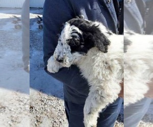 Poodle (Standard) Puppy for sale in CLARKRANGE, TN, USA